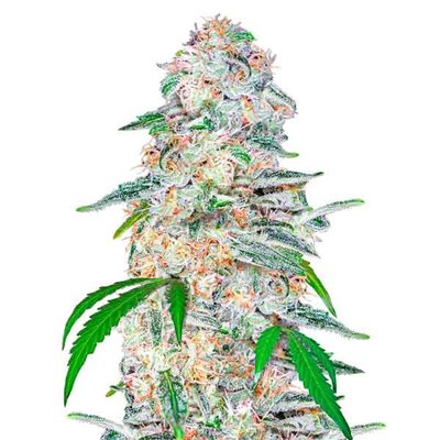 BLUE DREAM´MATIC