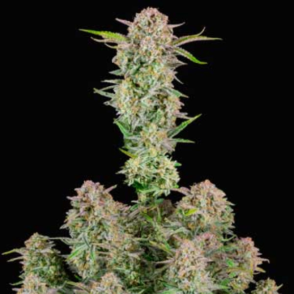 BRUCE BANNER AUTO-image