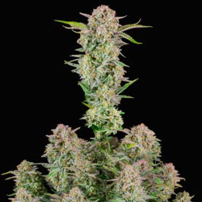 BRUCE BANNER AUTO