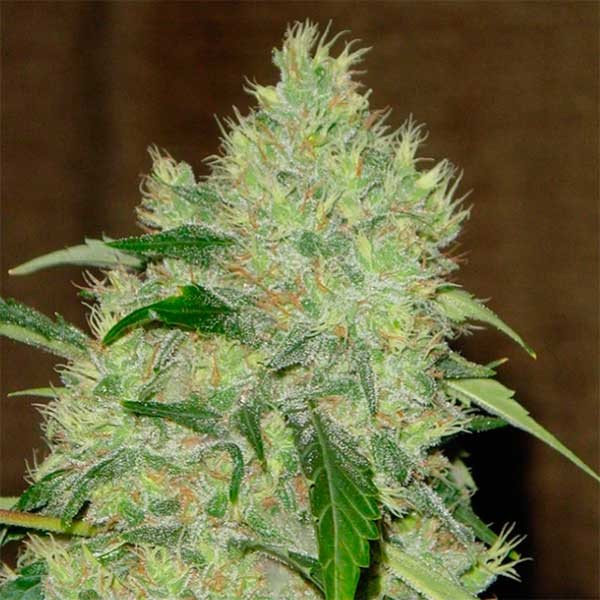 BUBBLE GUM-image