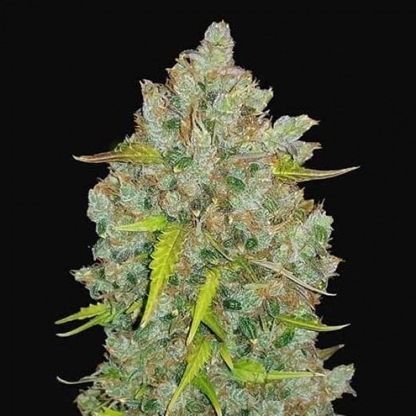 BUBBLEGUM AUTO-image