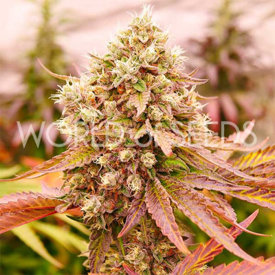 BURGER KUSH