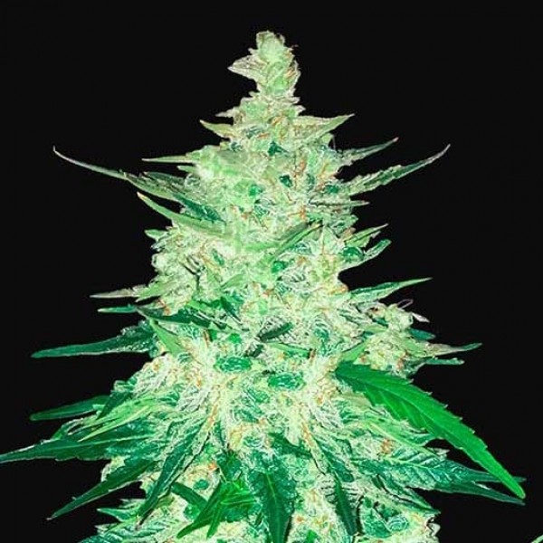 CBD AUTO 1:1-image