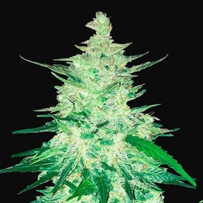 CBD AUTO 1:1