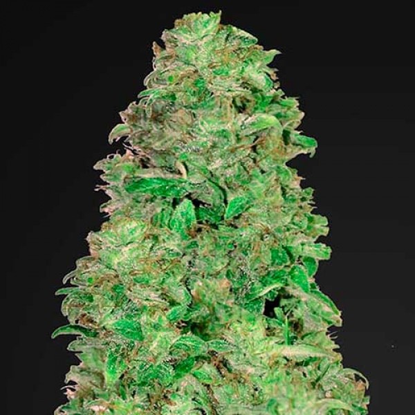 CBD AUTO 20:1-image