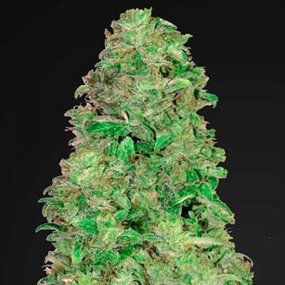 CBD AUTO 20:1