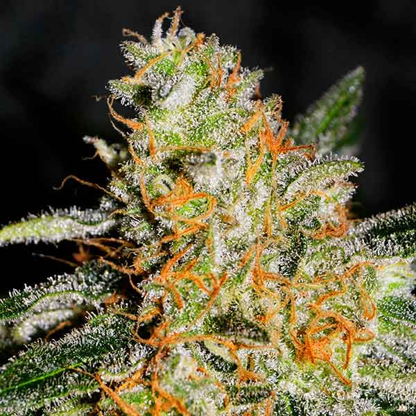 CBD JAM-image