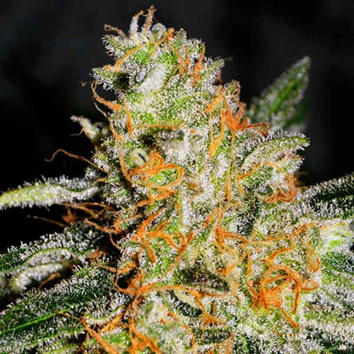 CBD JAM