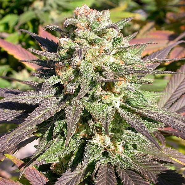 CBD WARLOCK-image