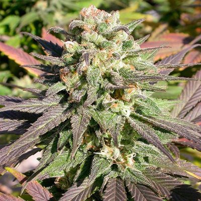 CBD WARLOCK