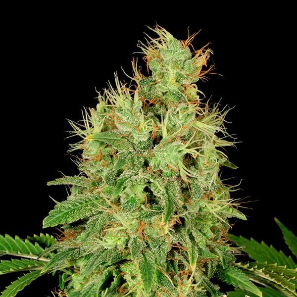 CBD-CHRONIC-image