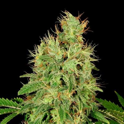 CBD-CHRONIC