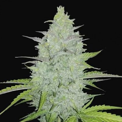 CHEESE AUTO