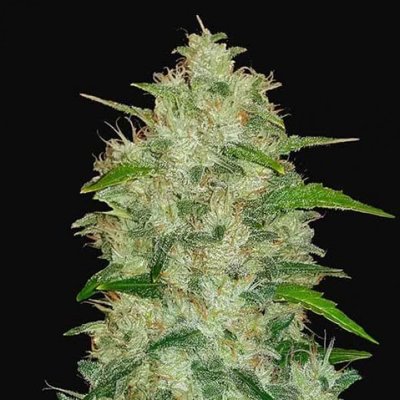 CHEMDAWG AUTO