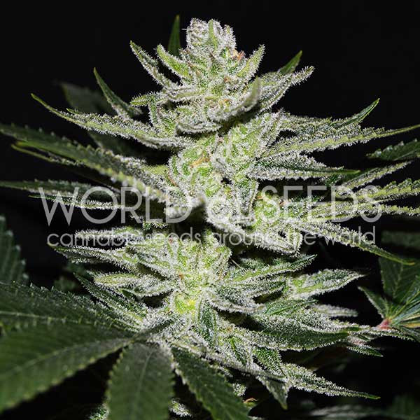 CHOCOLATE THAI OG-image