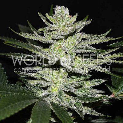 CHOCOLATE THAI OG