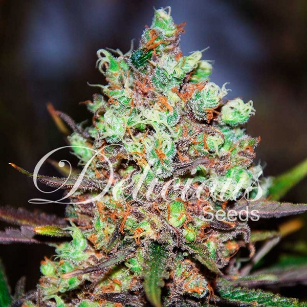 COTTON CANDY KUSH-image