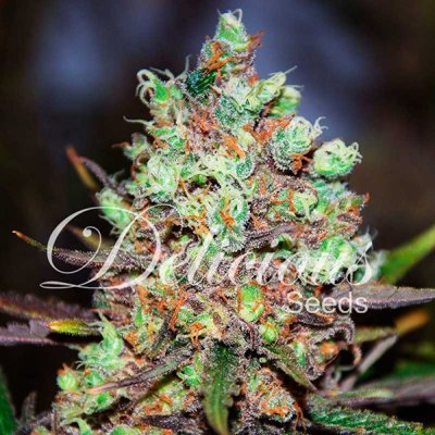 COTTON CANDY KUSH
