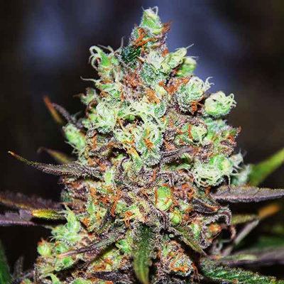 COTTON CANDY KUSH EARLY VERSION