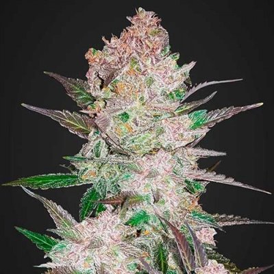 CREAM COOKIES AUTO