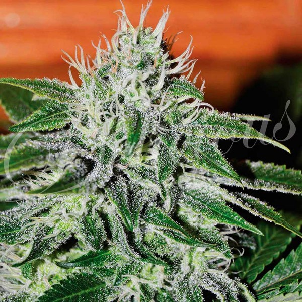 CRITICAL JACK HERER-image