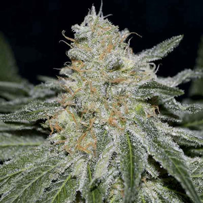 CRITICAL NEVILLE HAZE