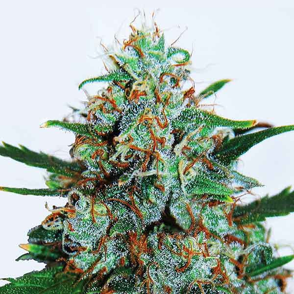 CRITICAL NEVILLE HAZE AUTO-image