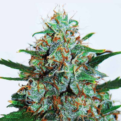 CRITICAL NEVILLE HAZE AUTO