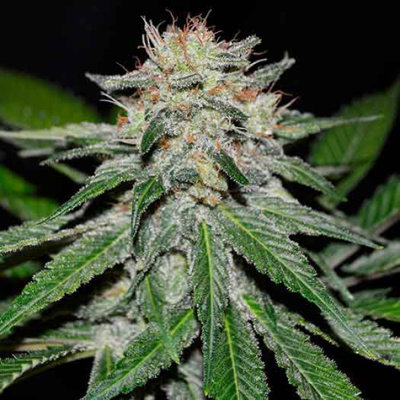 CRITICAL NEVILLE HAZE EARLY VERSION