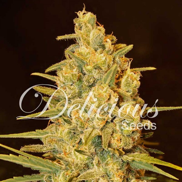 CRITICAL SENSI STAR-image