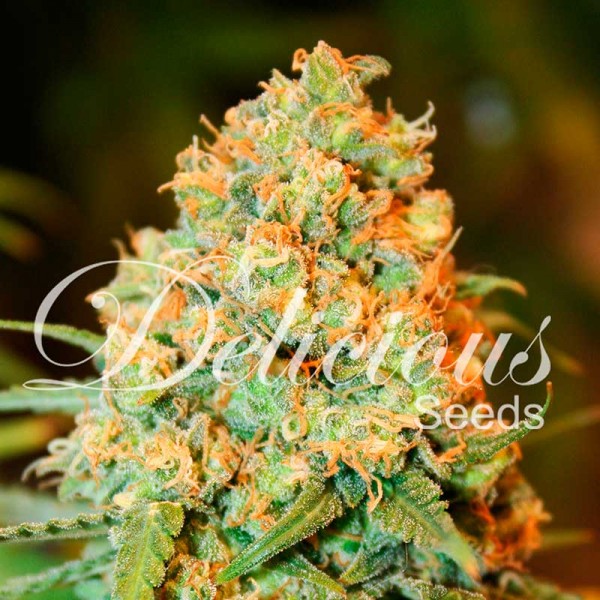 CRITICAL SUPER SILVER HAZE-image