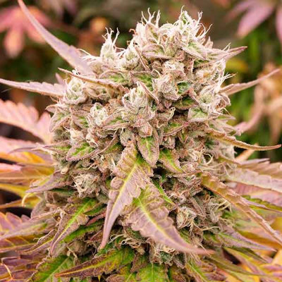 DARK LEMONADE AUTO