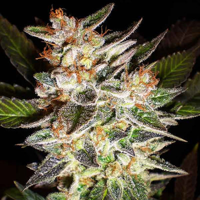 DELICIOUS CANDY AUTO