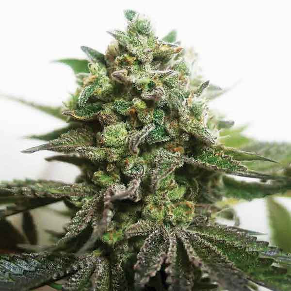DELIMED CBD PLUS-image