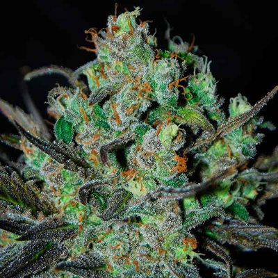 ELEVEN ROSES AUTO