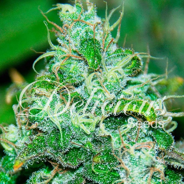 FRUITY CHRONIC JUICE-image