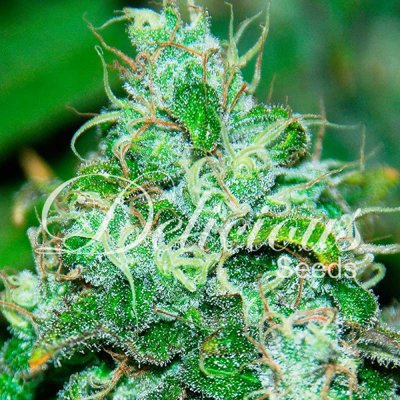 FRUITY CHRONIC JUICE
