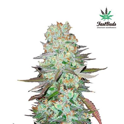 G14