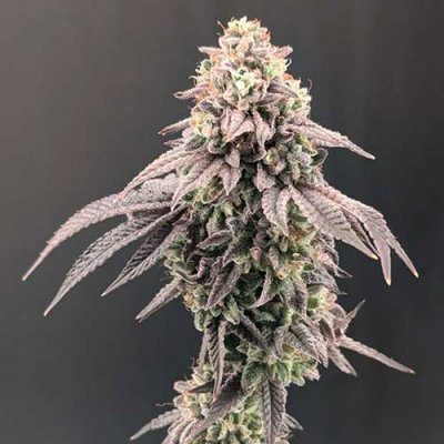 GARLIC MINT SHERBET