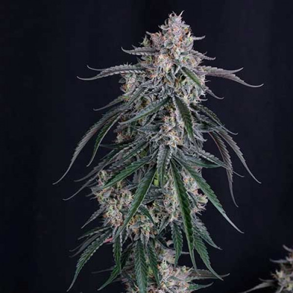GMO AUTO-image