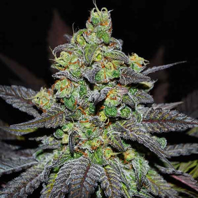 GOLOSA XL AUTO