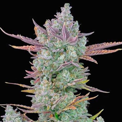 GORILLA COOKIES AUTO