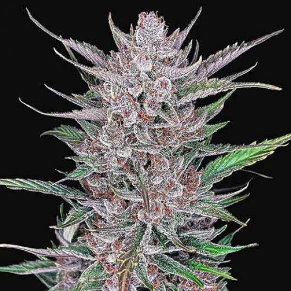 GORILLA PUNCH AUTO-image