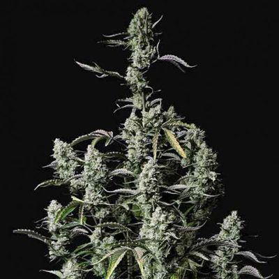 GORILLA ZKITTLEZ AUTO
