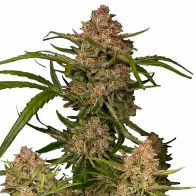 GUAVA AUTO