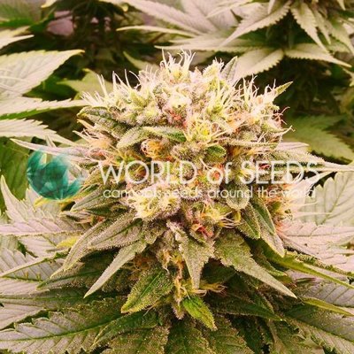 HARLEQUEEN THC-FREE