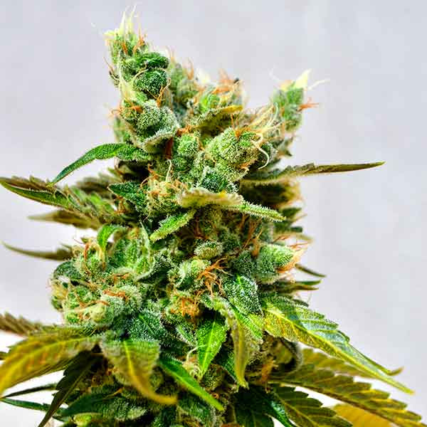 HONEYBELLS-image