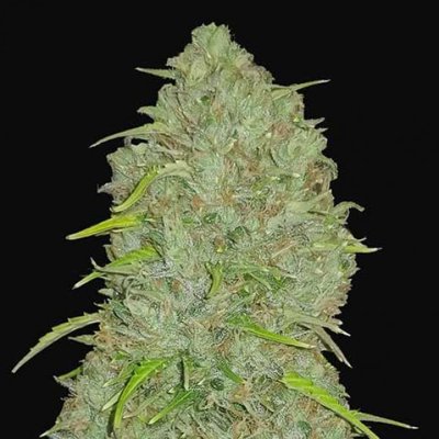 JACK HERER AUTO