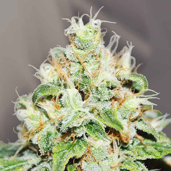 JÄGG KUSH-image