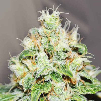 JÄGG KUSH
